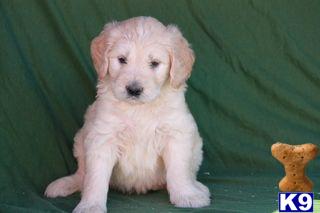 Goldendoodles Puppies for Sale